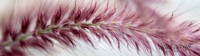 8x10-Cattails_MG_2346-68