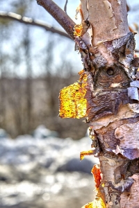 Birch-On-Fire-03
