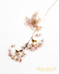Cherry-Blossom-2