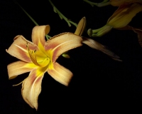 Day-Lilly-02