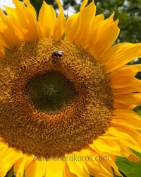 Two-Bees-Or-Not-Two-Bees