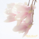 Cherry-Blossom-9258
