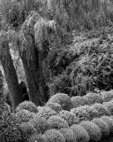 Edward-Garden-03