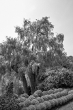 Edward-Garden-04