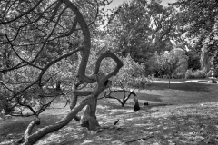 Edward-Garden-06