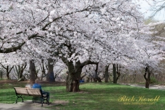 Cherry-Blossom-9176